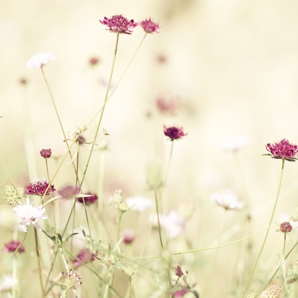 Meet your Posher, Kimberly - Picture 1 of 1